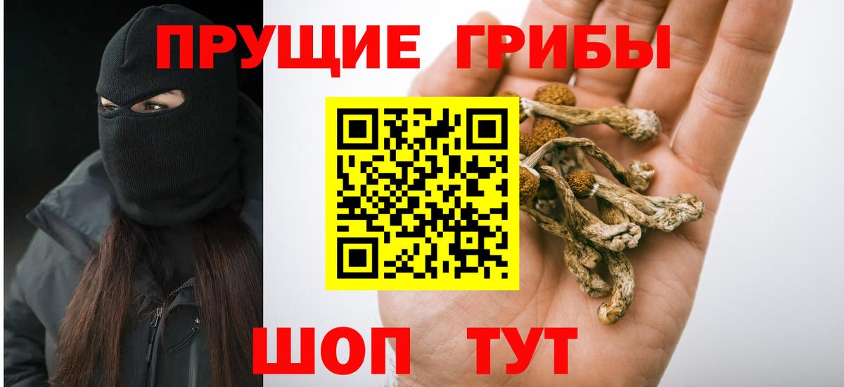 Псилоцибиновые грибы Psilocybine cubensis Камень-на-Оби
